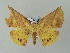  (Simopteryx torquatariaAH05Me - BC ZSM Lep 57646)  @12 [ ] CreativeCommons - Attribution Non-Commercial Share-Alike (2011) Axel Hausmann/Bavarian State Collection of Zoology (ZSM) SNSB, Zoologische Staatssammlung Muenchen