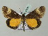  (Rucana AH01Me - BC ZSM Lep 57651)  @13 [ ] CreativeCommons - Attribution Non-Commercial Share-Alike (2011) Axel Hausmann/Bavarian State Collection of Zoology (ZSM) SNSB, Zoologische Staatssammlung Muenchen