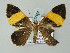  (Hagnagora ephestraria - BC ZSM Lep 57652)  @13 [ ] CreativeCommons - Attribution Non-Commercial Share-Alike (2011) Axel Hausmann/Bavarian State Collection of Zoology (ZSM) SNSB, Zoologische Staatssammlung Muenchen