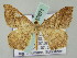  (Macaria AH06Me - BC ZSM Lep 57671)  @13 [ ] CreativeCommons - Attribution Non-Commercial Share-Alike (2011) Axel Hausmann/Bavarian State Collection of Zoology (ZSM) SNSB, Zoologische Staatssammlung Muenchen