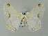  (Sericoptera mahometariaDHJ03 - BC ZSM Lep 57679)  @14 [ ] CreativeCommons - Attribution Non-Commercial Share-Alike (2011) Axel Hausmann/Bavarian State Collection of Zoology (ZSM) SNSB, Zoologische Staatssammlung Muenchen