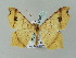  (Macaria AH09Me - BC ZSM Lep 57690)  @14 [ ] CreativeCommons - Attribution Non-Commercial Share-Alike (2011) Axel Hausmann/Bavarian State Collection of Zoology (ZSM) SNSB, Zoologische Staatssammlung Muenchen