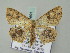  (Cyclophora tharossa - BC ZSM Lep 57691)  @14 [ ] CreativeCommons - Attribution Non-Commercial Share-Alike (2011) Axel Hausmann/Bavarian State Collection of Zoology (ZSM) SNSB, Zoologische Staatssammlung Muenchen