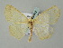  (Isochromodes AH01Me - BC ZSM Lep 57693)  @13 [ ] CreativeCommons - Attribution Non-Commercial Share-Alike (2011) Axel Hausmann/Bavarian State Collection of Zoology (ZSM) SNSB, Zoologische Staatssammlung Muenchen