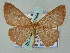  (Cyclophora AH02Me - BC ZSM Lep 57694)  @14 [ ] CreativeCommons - Attribution Non-Commercial Share-Alike (2011) Axel Hausmann/Bavarian State Collection of Zoology (ZSM) SNSB, Zoologische Staatssammlung Muenchen