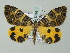  ( - BC ZSM Lep 57695)  @11 [ ] CreativeCommons - Attribution Non-Commercial Share-Alike (2011) Axel Hausmann/Bavarian State Collection of Zoology (ZSM) SNSB, Zoologische Staatssammlung Muenchen