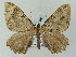 (Rheumaptera AH01Me - BC ZSM Lep 57699)  @13 [ ] CreativeCommons - Attribution Non-Commercial Share-Alike (2011) Axel Hausmann/Bavarian State Collection of Zoology (ZSM) SNSB, Zoologische Staatssammlung Muenchen