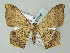  (Macaria AH10Me - BC ZSM Lep 57706)  @11 [ ] CreativeCommons - Attribution Non-Commercial Share-Alike (2011) Axel Hausmann/Bavarian State Collection of Zoology (ZSM) SNSB, Zoologische Staatssammlung Muenchen