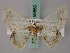  ( - BC ZSM Lep 58860)  @12 [ ] CreativeCommons - Attribution Non-Commercial Share-Alike (2011) Axel Hausmann/Bavarian State Collection of Zoology (ZSM) SNSB, Zoologische Staatssammlung Muenchen