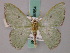  (Oospila depressa - BC ZSM Lep 58864)  @11 [ ] CreativeCommons - Attribution Non-Commercial Share-Alike (2011) Axel Hausmann/Bavarian State Collection of Zoology (ZSM) SNSB, Zoologische Staatssammlung Muenchen