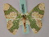 ( - BC ZSM Lep 58865)  @14 [ ] CreativeCommons - Attribution Non-Commercial Share-Alike (2011) Axel Hausmann/Bavarian State Collection of Zoology (ZSM) SNSB, Zoologische Staatssammlung Muenchen