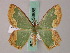  ( - BC ZSM Lep 58886)  @11 [ ] CreativeCommons - Attribution Non-Commercial Share-Alike (2011) Axel Hausmann/Bavarian State Collection of Zoology (ZSM) SNSB, Zoologische Staatssammlung Muenchen