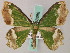  (Bathycolpodes subfuscata - BC ZSM Lep 58888)  @14 [ ] CreativeCommons - Attribution Non-Commercial Share-Alike (2011) Axel Hausmann/Bavarian State Collection of Zoology (ZSM) SNSB, Zoologische Staatssammlung Muenchen