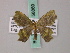  (Bathycolpodes excavata - BC ZSM Lep 58889)  @13 [ ] CreativeCommons - Attribution Non-Commercial Share-Alike (2011) Axel Hausmann/Bavarian State Collection of Zoology (ZSM) SNSB, Zoologische Staatssammlung Muenchen