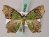  ( - BC ZSM Lep 58890)  @13 [ ] CreativeCommons - Attribution Non-Commercial Share-Alike (2011) Axel Hausmann/Bavarian State Collection of Zoology (ZSM) SNSB, Zoologische Staatssammlung Muenchen