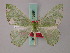  ( - BC ZSM Lep 58891)  @12 [ ] CreativeCommons - Attribution Non-Commercial Share-Alike (2011) Axel Hausmann/Bavarian State Collection of Zoology (ZSM) SNSB, Zoologische Staatssammlung Muenchen