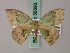  (Chlorodrepana aequisecta - BC ZSM Lep 58893)  @14 [ ] CreativeCommons - Attribution Non-Commercial Share-Alike (2011) Axel Hausmann/Bavarian State Collection of Zoology (ZSM) SNSB, Zoologische Staatssammlung Muenchen