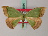  (Chlorodrepana inaequisecta - BC ZSM Lep 58894)  @11 [ ] CreativeCommons - Attribution Non-Commercial Share-Alike (2011) Axel Hausmann/Bavarian State Collection of Zoology (ZSM) SNSB, Zoologische Staatssammlung Muenchen