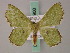 ( - BC ZSM Lep 58900)  @14 [ ] CreativeCommons - Attribution Non-Commercial Share-Alike (2011) Axel Hausmann/Bavarian State Collection of Zoology (ZSM) SNSB, Zoologische Staatssammlung Muenchen