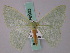  ( - BC ZSM Lep 58903)  @12 [ ] CreativeCommons - Attribution Non-Commercial Share-Alike (2011) Axel Hausmann/Bavarian State Collection of Zoology (ZSM) SNSB, Zoologische Staatssammlung Muenchen