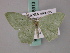  ( - BC ZSM Lep 58913)  @12 [ ] CreativeCommons - Attribution Non-Commercial Share-Alike (2011) Axel Hausmann/Bavarian State Collection of Zoology (ZSM) SNSB, Zoologische Staatssammlung Muenchen