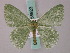  ( - BC ZSM Lep 58923)  @12 [ ] CreativeCommons - Attribution Non-Commercial Share-Alike (2011) Axel Hausmann/Bavarian State Collection of Zoology (ZSM) SNSB, Zoologische Staatssammlung Muenchen