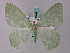  ( - BC ZSM Lep 58926)  @14 [ ] CreativeCommons - Attribution Non-Commercial Share-Alike (2011) Axel Hausmann/Bavarian State Collection of Zoology (ZSM) SNSB, Zoologische Staatssammlung Muenchen