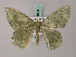  (Episothalma robustaria - BC ZSM Lep 58934)  @13 [ ] CreativeCommons - Attribution Non-Commercial Share-Alike (2011) Axel Hausmann/Bavarian State Collection of Zoology (ZSM) SNSB, Zoologische Staatssammlung Muenchen