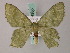  ( - BC ZSM Lep 58935)  @14 [ ] CreativeCommons - Attribution Non-Commercial Share-Alike (2011) Axel Hausmann/Bavarian State Collection of Zoology (ZSM) SNSB, Zoologische Staatssammlung Muenchen