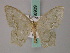  (Hemithea aquamarina - BC ZSM Lep 58939)  @11 [ ] CreativeCommons - Attribution Non-Commercial Share-Alike (2011) Axel Hausmann/Bavarian State Collection of Zoology (ZSM) SNSB, Zoologische Staatssammlung Muenchen