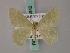  (Chlorissa viridata - BC ZSM Lep 58940)  @13 [ ] CreativeCommons - Attribution Non-Commercial Share-Alike (2011) Axel Hausmann/Bavarian State Collection of Zoology (ZSM) SNSB, Zoologische Staatssammlung Muenchen