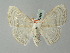  ( - BC ZSM Lep 60484)  @13 [ ] CreativeCommons - Attribution Non-Commercial Share-Alike (2011) Axel Hausmann/Bavarian State Collection of Zoology (ZSM) SNSB, Zoologische Staatssammlung Muenchen