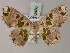  ( - BC ZSM Lep 60486)  @14 [ ] CreativeCommons - Attribution Non-Commercial Share-Alike (2011) Axel Hausmann/Bavarian State Collection of Zoology (ZSM) SNSB, Zoologische Staatssammlung Muenchen