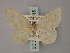  ( - BC ZSM Lep 60515)  @11 [ ] CreativeCommons - Attribution Non-Commercial Share-Alike (2011) Axel Hausmann/Bavarian State Collection of Zoology (ZSM) SNSB, Zoologische Staatssammlung Muenchen