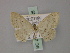  ( - BC ZSM Lep 60525)  @13 [ ] CreativeCommons - Attribution Non-Commercial Share-Alike (2011) Axel Hausmann/Bavarian State Collection of Zoology (ZSM) SNSB, Zoologische Staatssammlung Muenchen