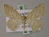  ( - BC ZSM Lep 60536)  @11 [ ] CreativeCommons - Attribution Non-Commercial Share-Alike (2011) Axel Hausmann/Bavarian State Collection of Zoology (ZSM) SNSB, Zoologische Staatssammlung Muenchen