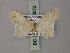  (Brachyglossina consociata - BC ZSM Lep 60572)  @12 [ ] CreativeCommons - Attribution Non-Commercial Share-Alike (2011) Axel Hausmann/Bavarian State Collection of Zoology (ZSM) SNSB, Zoologische Staatssammlung Muenchen