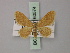  (Brachyglossina chaspia - BC ZSM Lep 60574)  @12 [ ] CreativeCommons - Attribution Non-Commercial Share-Alike (2011) Axel Hausmann/Bavarian State Collection of Zoology (ZSM) SNSB, Zoologische Staatssammlung Muenchen