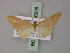  ( - BC ZSM Lep 60576)  @13 [ ] CreativeCommons - Attribution Non-Commercial Share-Alike (2011) Axel Hausmann/Bavarian State Collection of Zoology (ZSM) SNSB, Zoologische Staatssammlung Muenchen