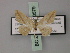  ( - BC ZSM Lep 60579)  @12 [ ] CreativeCommons - Attribution Non-Commercial Share-Alike (2011) Axel Hausmann/Bavarian State Collection of Zoology (ZSM) SNSB, Zoologische Staatssammlung Muenchen