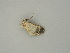  ( - BC ZSM Lep 60947)  @12 [ ] CreativeCommons - Attribution Non-Commercial Share-Alike (2011) Axel Hausmann/Bavarian State Collection of Zoology (ZSM) SNSB, Zoologische Staatssammlung Muenchen