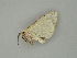  ( - BC ZSM Lep 60948)  @12 [ ] CreativeCommons - Attribution Non-Commercial Share-Alike (2011) Axel Hausmann/Bavarian State Collection of Zoology (ZSM) SNSB, Zoologische Staatssammlung Muenchen