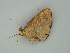 ( - BC ZSM Lep 60962)  @12 [ ] CreativeCommons - Attribution Non-Commercial Share-Alike (2011) Axel Hausmann/Bavarian State Collection of Zoology (ZSM) SNSB, Zoologische Staatssammlung Muenchen
