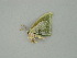  ( - BC ZSM Lep 60968)  @12 [ ] CreativeCommons - Attribution Non-Commercial Share-Alike (2011) Axel Hausmann/Bavarian State Collection of Zoology (ZSM) SNSB, Zoologische Staatssammlung Muenchen