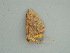  ( - BC ZSM Lep 60974)  @12 [ ] CreativeCommons - Attribution Non-Commercial Share-Alike (2011) Axel Hausmann/Bavarian State Collection of Zoology (ZSM) SNSB, Zoologische Staatssammlung Muenchen