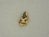  ( - BC ZSM Lep 60995)  @12 [ ] CreativeCommons - Attribution Non-Commercial Share-Alike (2011) Axel Hausmann/Bavarian State Collection of Zoology (ZSM) SNSB, Zoologische Staatssammlung Muenchen