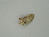  ( - BC ZSM Lep 61006)  @12 [ ] CreativeCommons - Attribution Non-Commercial Share-Alike (2011) Axel Hausmann/Bavarian State Collection of Zoology (ZSM) SNSB, Zoologische Staatssammlung Muenchen