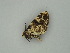  ( - BC ZSM Lep 61020)  @12 [ ] CreativeCommons - Attribution Non-Commercial Share-Alike (2011) Axel Hausmann/Bavarian State Collection of Zoology (ZSM) SNSB, Zoologische Staatssammlung Muenchen