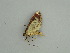  (Rucana AH01Pe - BC ZSM Lep 61040)  @12 [ ] CreativeCommons - Attribution Non-Commercial Share-Alike (2011) Axel Hausmann/Bavarian State Collection of Zoology (ZSM) SNSB, Zoologische Staatssammlung Muenchen