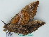  ( - BC ZSM Lep 44248)  @13 [ ] CreativeCommons - Attribution Non-Commercial Share-Alike (2011) Axel Hausmann/Bavarian State Collection of Zoology (ZSM) SNSB, Zoologische Staatssammlung Muenchen